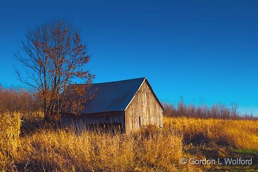 Barn In Cornfield_10517.jpg - Photographed near Williamsburg, Ontario, Canada.